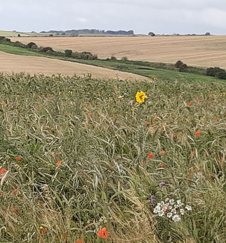 Always something to see walking the hills - Dennis Templeman