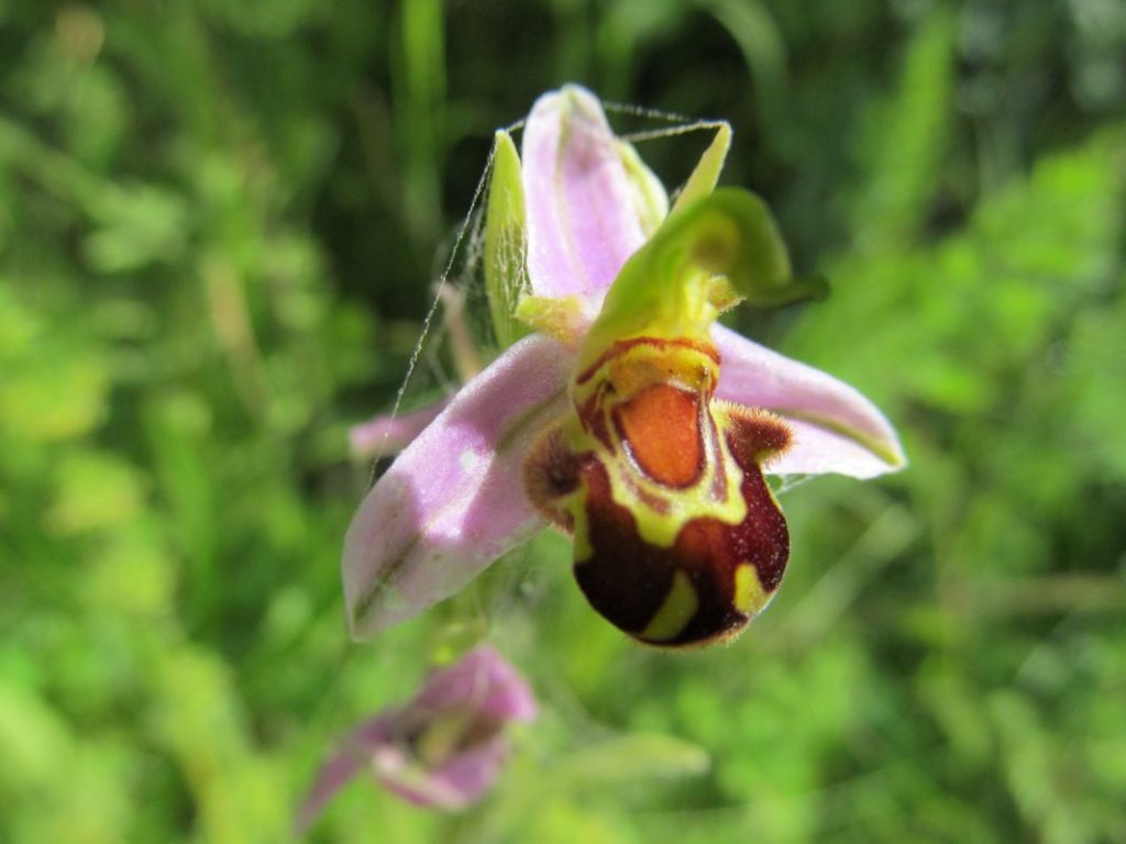 Dewy Cobweb on Bee Orchid - Judy Upton