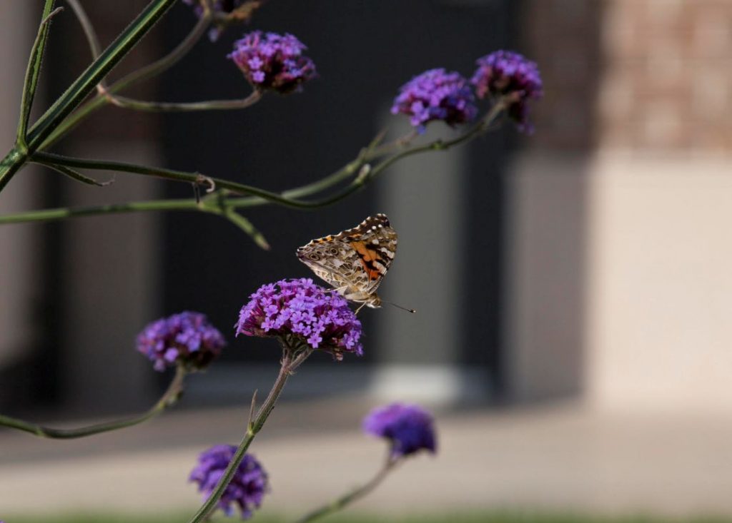 Can Butterflies Smile - Julia Horbaschk