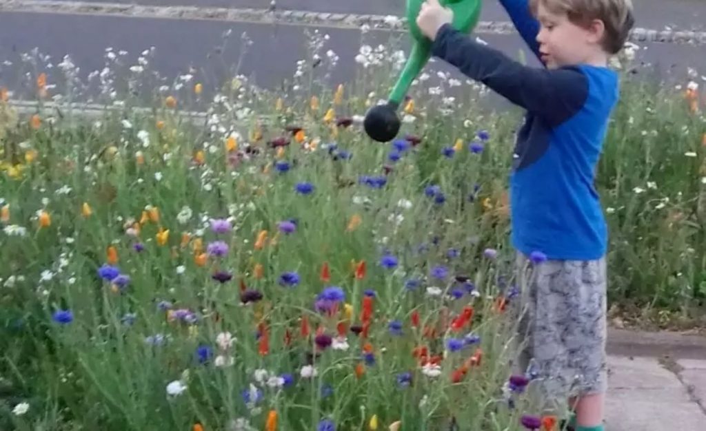 Thomas Watering our Wildflower Patch - Eastbrook Community Gardeners