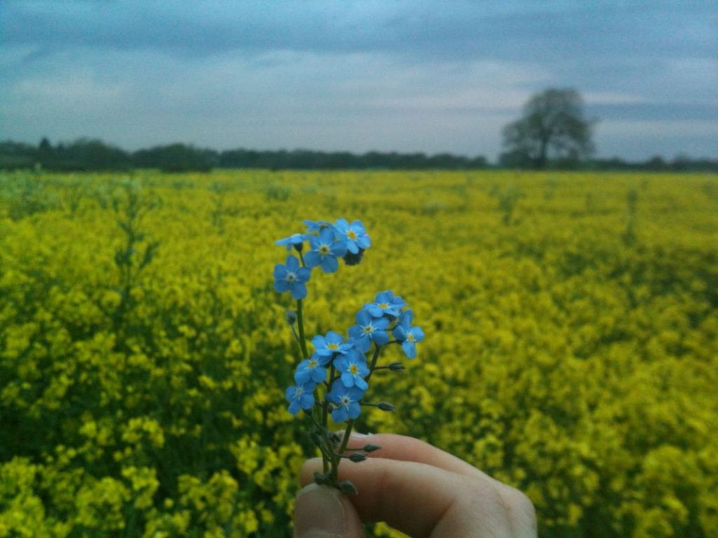 A Local Downland Walk - Carol Springhay