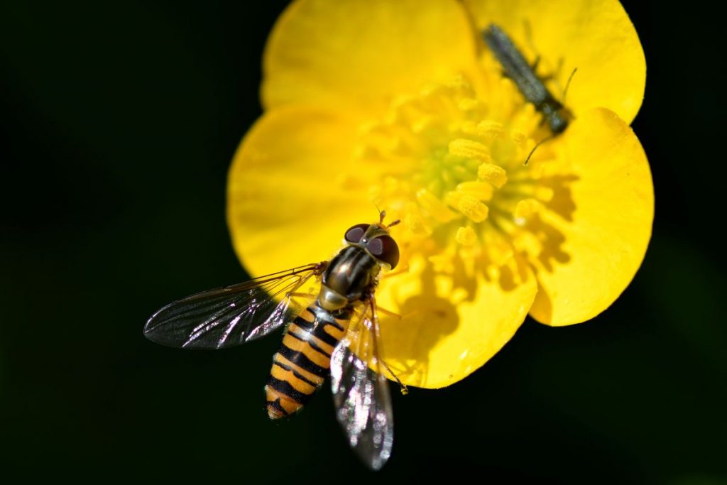 Meadow Buttercup (Ranunculus acris) with Marmalade Hoverfly (Episyrphus balteatus) - Rob Tomlinson