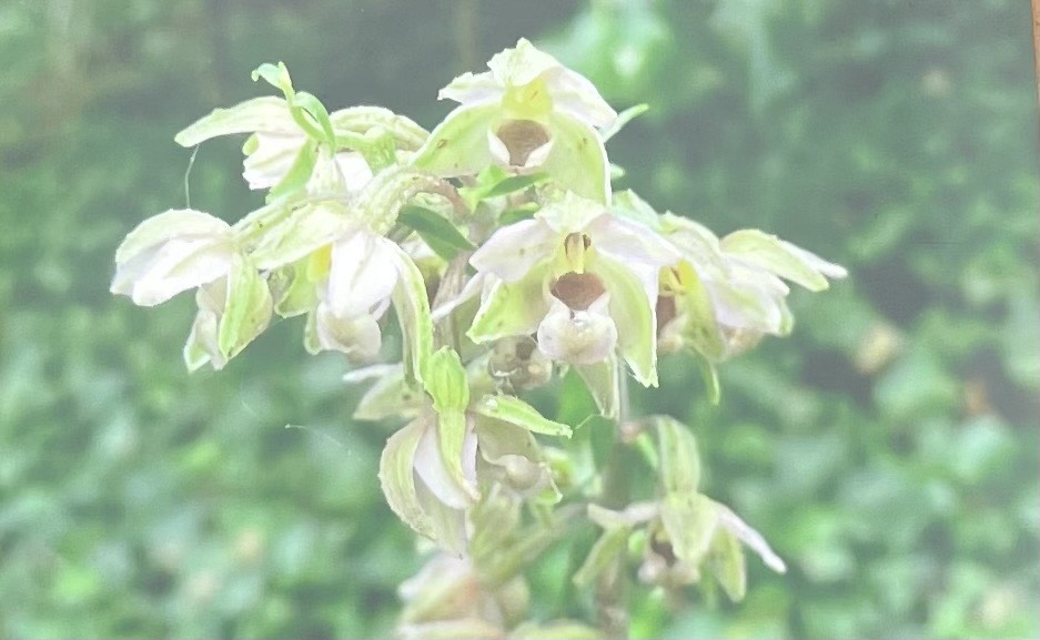 Broadleaf Helleborine - Jay, The Worthing Conservation Volunteers