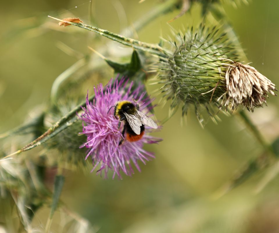 Bumble Bee on Thistle - Keith Ryder