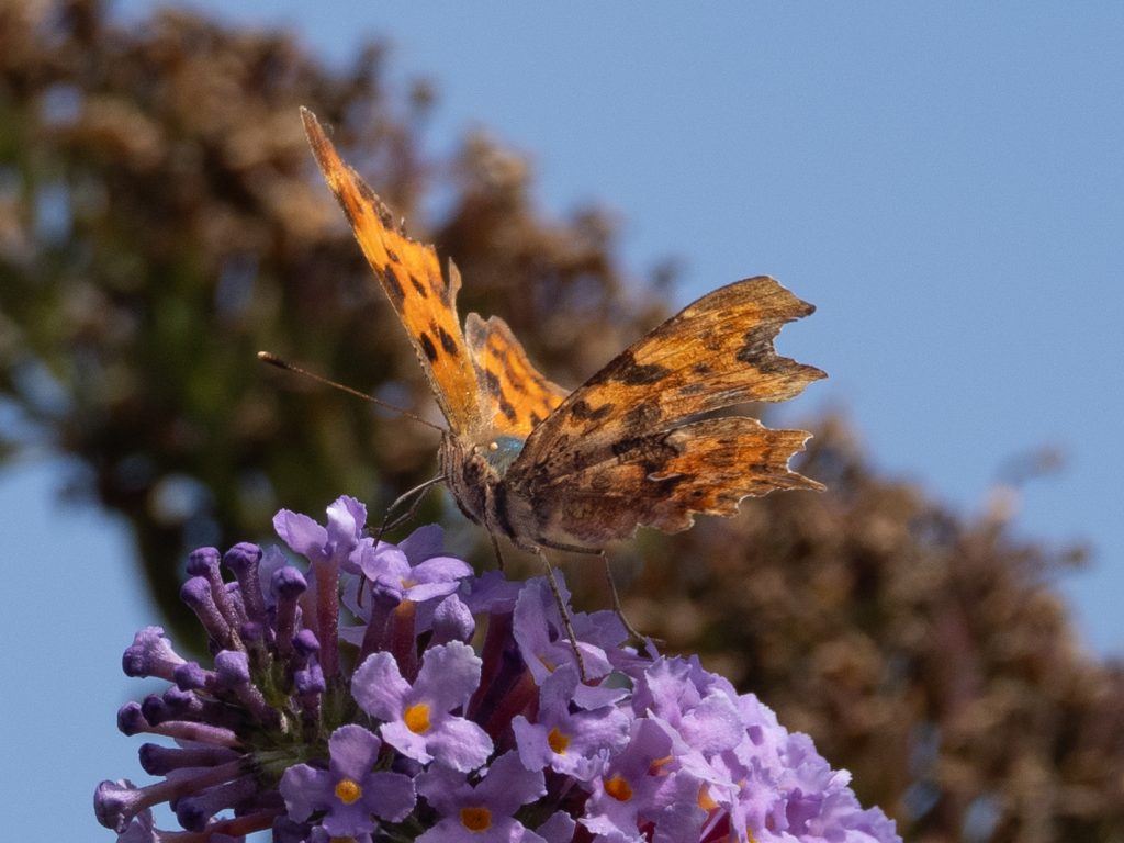 The Comma on the Buddleia - Ryan Haines