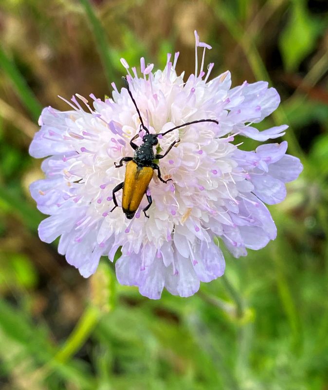 Field Scabious and Longhorn Beetle - Sharon Harmer