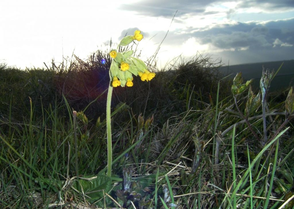 Cowslips on Steepdown - Mike Tristram